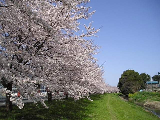 お花見するならここ 樋川市の桜情報 上尾市 桶川市お花見スポット まいぷれ 上尾 桶川 お花見するならここ 樋川市の桜情報 上尾市 桶川市お花見スポット まいぷれ 上尾 桶川