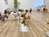 わ〜い😄「ましゅまろ幼稚園🐾」
