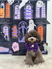ペルルちゃん「Happy Halloween 2026🎃」