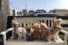 風が強くなってきましたっ。パンチくん初体験「新入生ちゃん（╹◡╹）＆スーパーサイヤわんこ現るっっ(笑)」