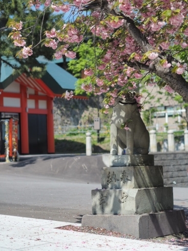 八重桜がまだ少し楽しめます。「第二回花手水がはじまりました」