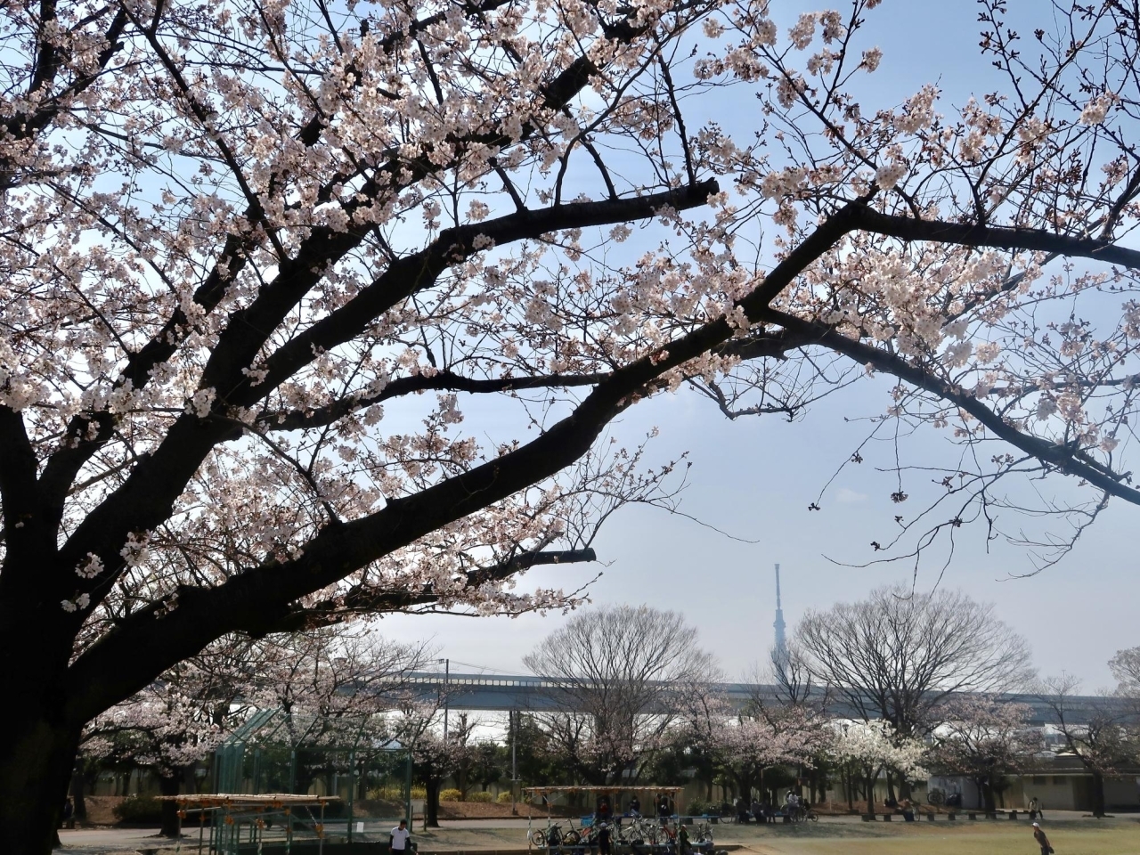 新小岩 奥戸周辺の人気お花見スポット19 桜名所 葛飾区内の人気お花見スポット19 桜名所 まいぷれ 葛飾区