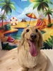 ソラくん🐬「✂️トリミングサロン🐶🐾～ダックスフンド～🐕」
