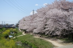 お花見するならここ 上尾市の桜情報 上尾市 桶川市お花見スポット まいぷれ 上尾 桶川