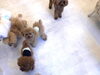 参加してます^o^ どんぐりくん「おはようございます^o^」