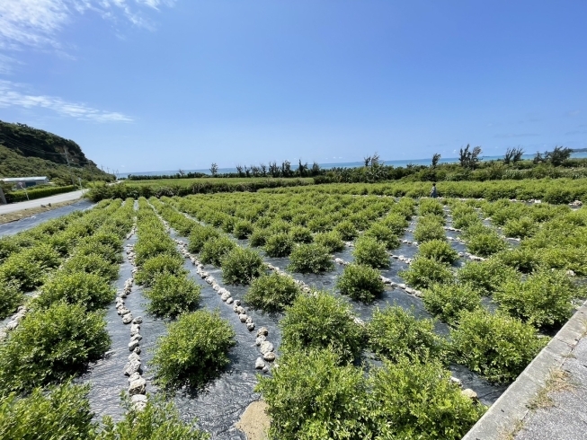 沖縄の美らヘナ®︎畑です「沖縄のヘナ畑から愛媛育ちの美らヘナ®︎の状態が届きました」