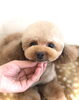 チョコちゃん／プードル「わんこフェイス　（╹◡╹）」