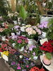 店内花鉢「入荷日」