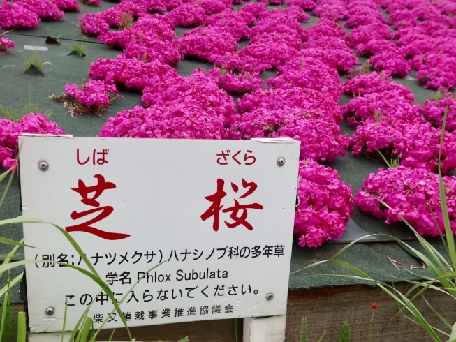 花言葉は 思いやり チューリップ2万球が江戸川柴又河川敷で綺麗に咲いてます 土手の芝桜も見頃 まいぷれ葛飾編集部のニュース まいぷれ 葛飾区