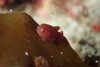 「水中マクロの世界へ！小さな生き物たちに会いに行きませんか？」