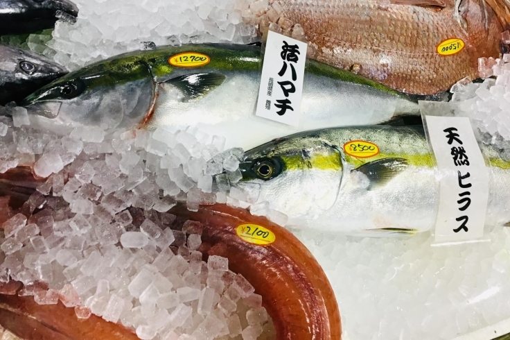 「魚魚市場鮮魚コーナーおすすめは「活ハマチ・伊勢エビ」です♪」