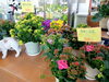 「春の花、続々入荷中！南魚沼でお花ならフローリストたかの。」