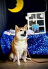ワンちゃん「お月さまとわんこ🌛」