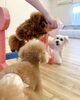 オヤツ目指して　😆「明日空きでました☺️＆ましゅまろ幼稚園🐾パート３」