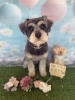 シュナウザー　カット「🐶4月長期休みのお知らせ📢」