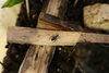 未だ若く小さい鈴虫です。「地域の方が鈴虫を持ってきてくださいました。」