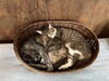 ビジ、チョビ「今日のねこ🐈‍⬛　仲良しの日☺️」