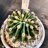 「エキノプシス　世界の図　入荷してます。サボテン　多肉　ユーフォルビア　塊根　観葉植物　植物　」
