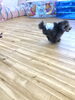 ぷっかくん暴走中　笑「ましゅまろ幼稚園　^o^」