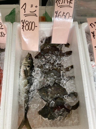 アジ、カワハギ「木曜日は魚市！(金沢区、磯子区での鮮度抜群の魚は宅配310)」