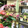 「母の日ギフト続々入荷中！島根の紫陽花も入ってます！！」