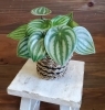 ペペロミア　スイカペペ「【はなやホック皆生店】おしゃれで強い観葉植物」