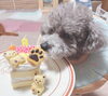 「おめでとうウィルくん🍰」