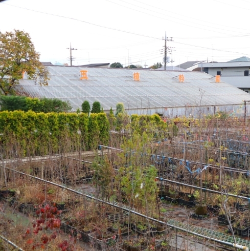 「株式会社埼玉植物園【まいぷれ掲載店のご紹介】」