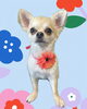 「Dog salon mofu mofu　余市町」