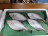 「📣本日の店内🐟」