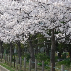 友呂岐緑地の桜