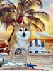 ワンちゃん「サンセットビーチ🏝️」