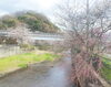 与保呂川沿いの桜は八分咲きです🌸「与保呂川沿いの桜🌸八分咲きで今週末が見頃！ 」