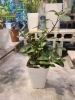 5号サイズの観葉植物も数点入荷しました！「明日、4/11は営業日です！」