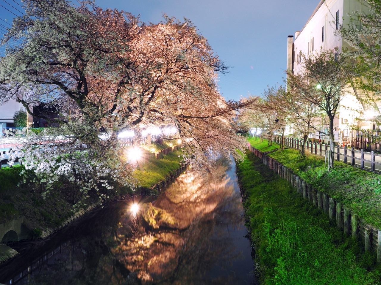 埼玉県川越市にある新河岸川（しんがしがわ）の桜の紹介。お花見スポットや開花時期