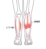 ふくらはぎは「ヒラメ筋」と「腓腹筋」からなります。「第二の心臓「ふくらはぎ」」