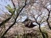 千葉の桜 21年開花状況 最新版 お花見するならここ 千葉 船橋 市川 習志野の 桜 特集 21年 まいぷれ 船橋市