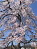 「枝垂桜にワクワク♪ 去年より“もう少しだけ長く歩ける春”を目指して🌸」