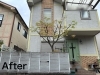 作業後のハナミズキ「川西市でハナミズキの剪定をしました！」