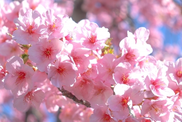 春の宮崎 お花見 桜スポット 桜開花情報21 宮崎市 県北エリア 宮崎のおでかけ イベント情報 まいぷれ 宮崎