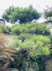 「庭木の剪定・伐採【適正価格と丁寧施工が理念の地元プロフェッショナル集団　みんなの暮らし相談窓口】」