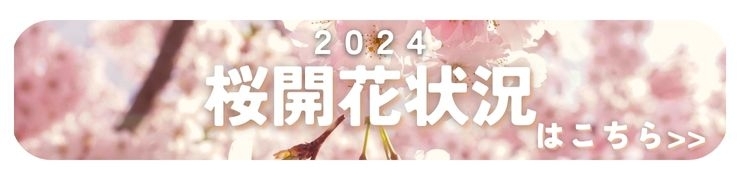 島根・鳥取の桜開花情報2024年版　リアルタイムで更新！