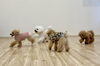 GO GO  💨💨「ましゅまろ幼稚園🐾」
