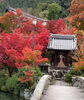 永観堂「赤の世界」