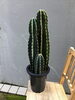 柱サボテン「珍しい植物入荷しました(モナデニュウム)」