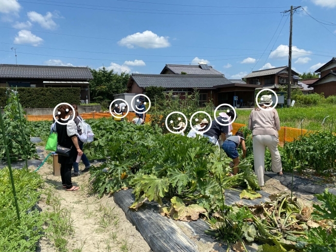 4日目。野菜の収穫体験「プレオープンが終了。少しだけですが内容をお届けします」