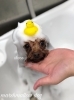 チョコちゃん泡泡パック中〜「秋のオプションキャンペーン　（＾Ｏ＾）」