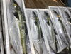 「魚魚市場鮮魚コーナーおすすめは「マグロ・天然ぶり・天然ヒラス」です♪」