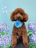「Dog salon mofu mofu　余市町」