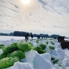 「岩手県北上市相去町　「うるおい春夏秋冬　@uruoihitotose 　」さんの「雪の下きゃべつ」です！！」